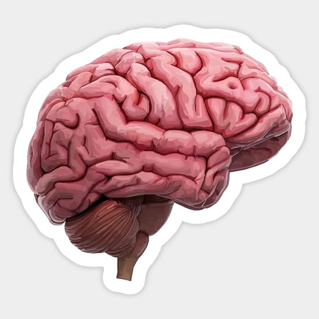 Scientific Human Brain Study Sticker by Art by Deborah Camp